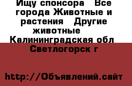 Ищу спонсора - Все города Животные и растения » Другие животные   . Калининградская обл.,Светлогорск г.